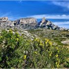 Le printemps dec calanques