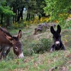 Le printemps des anes