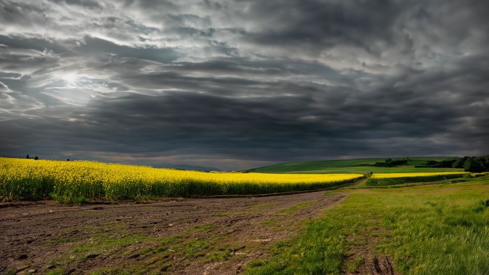 Le printemps des colzas