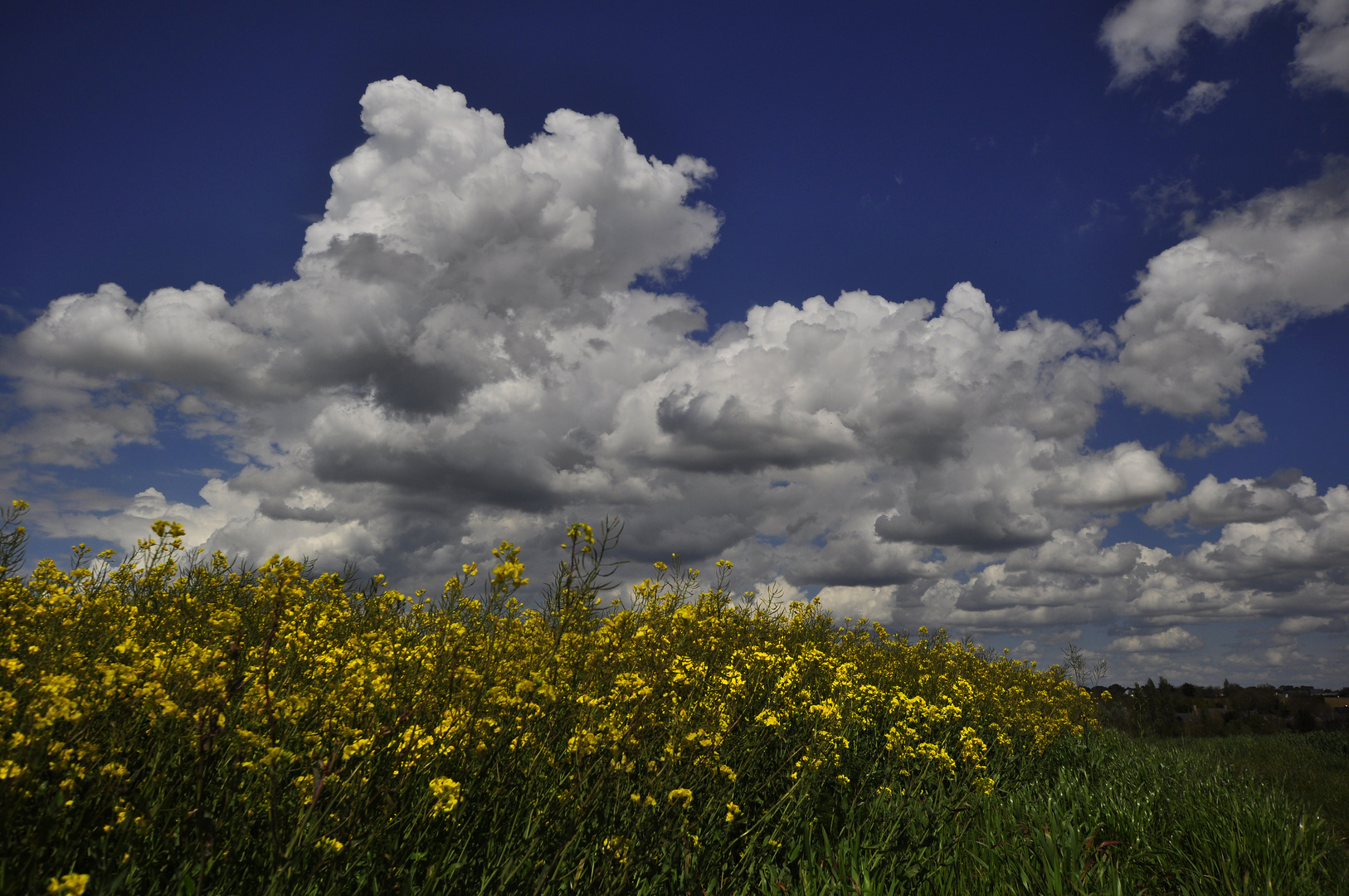 Le printemps des colzas