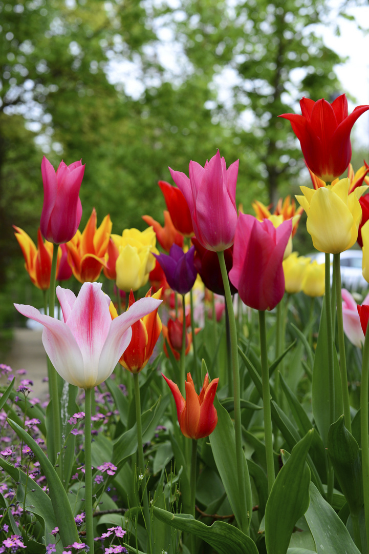 Le Printemps des Tulipes