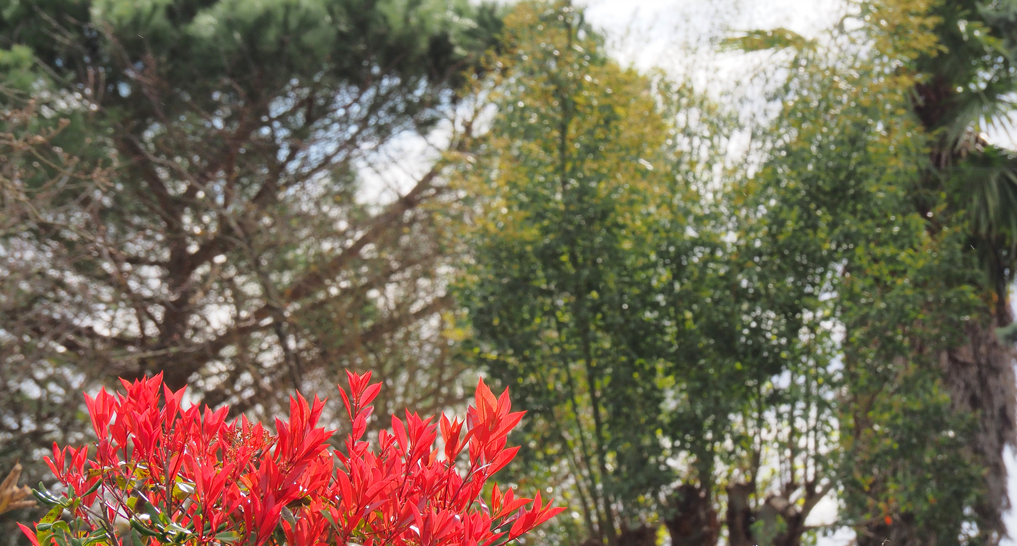 Le printemps devant chez moi