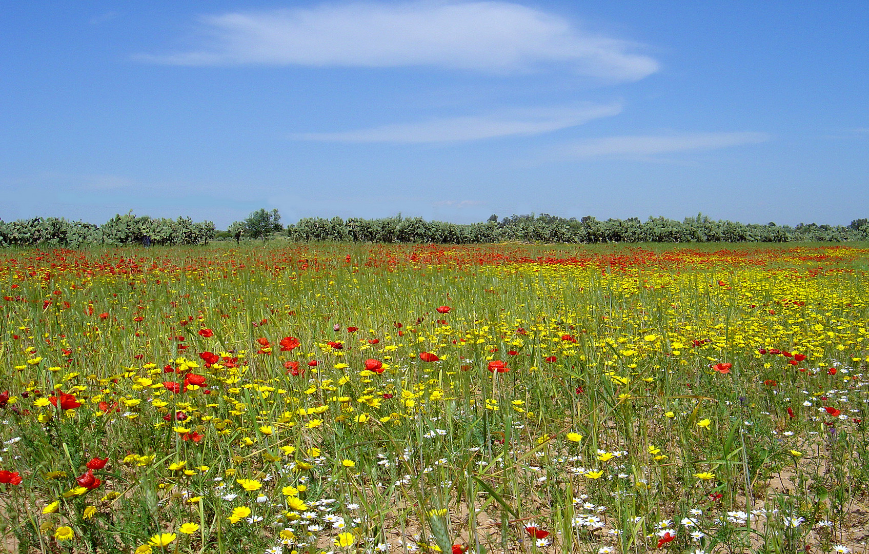 Le printemps du côté de El Fahs