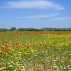 Le printemps du côté de El Fahs