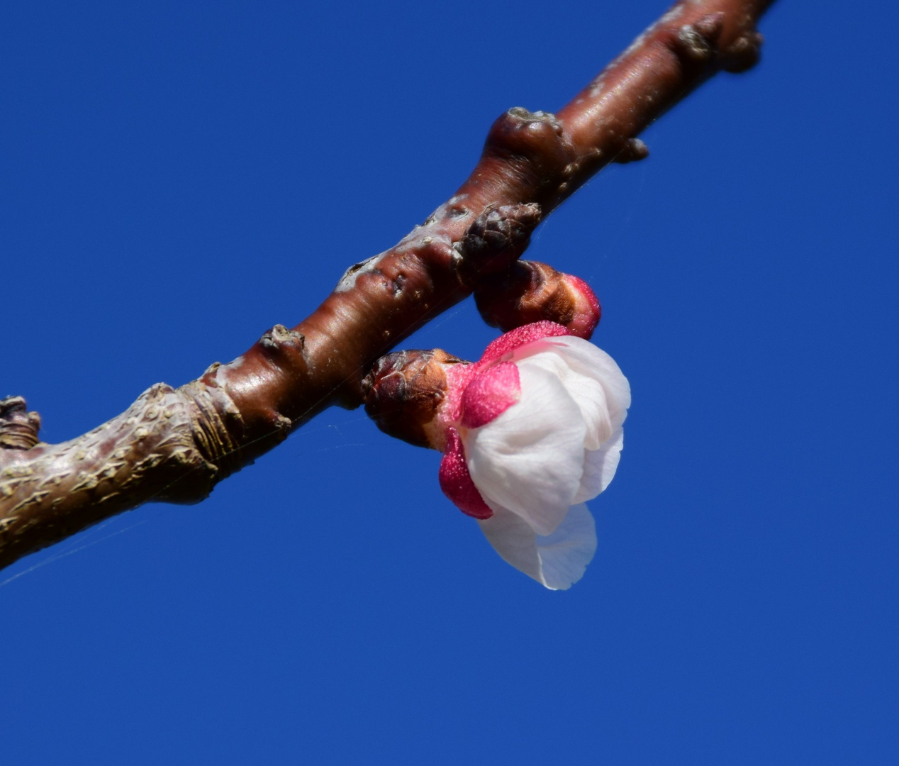 le printemps 