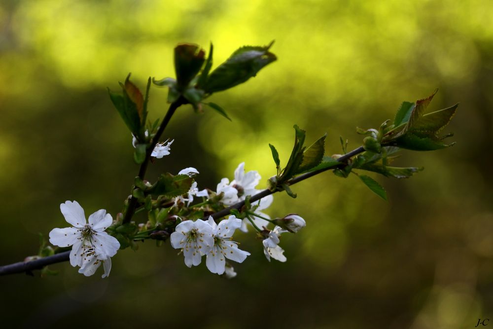 " Le Printemps "