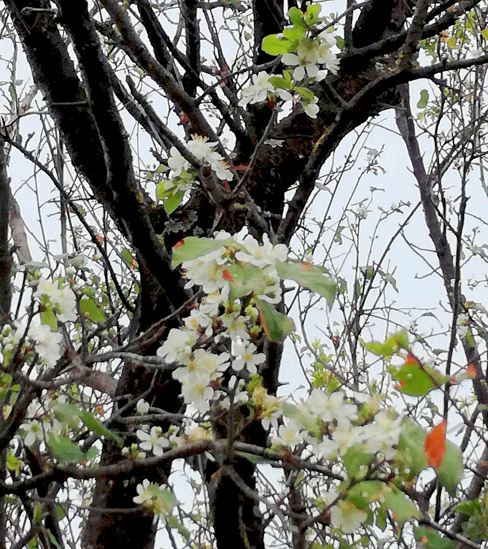 Le printemps en automne !