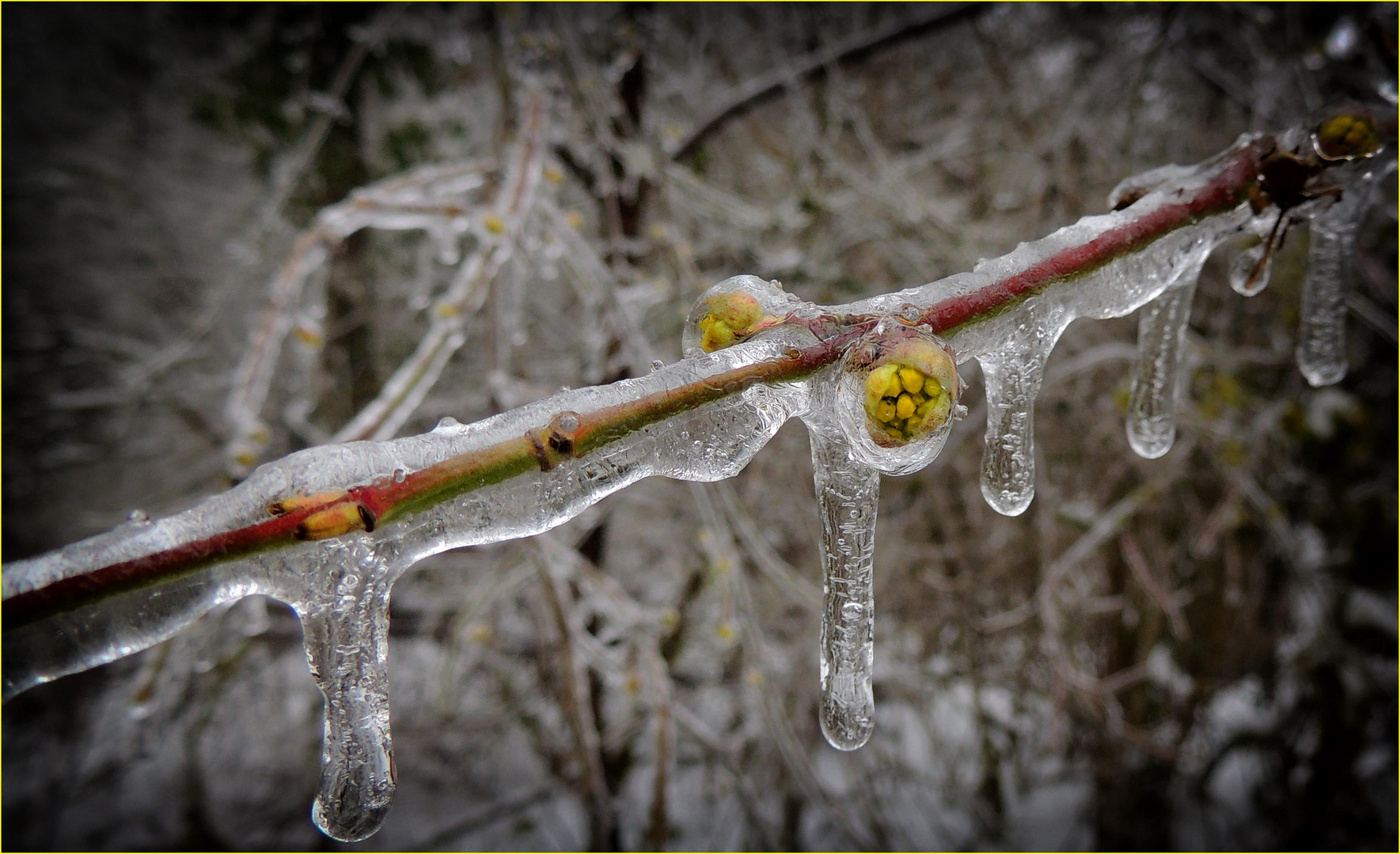 Le printemps en cage.