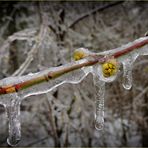 Le printemps en cage.