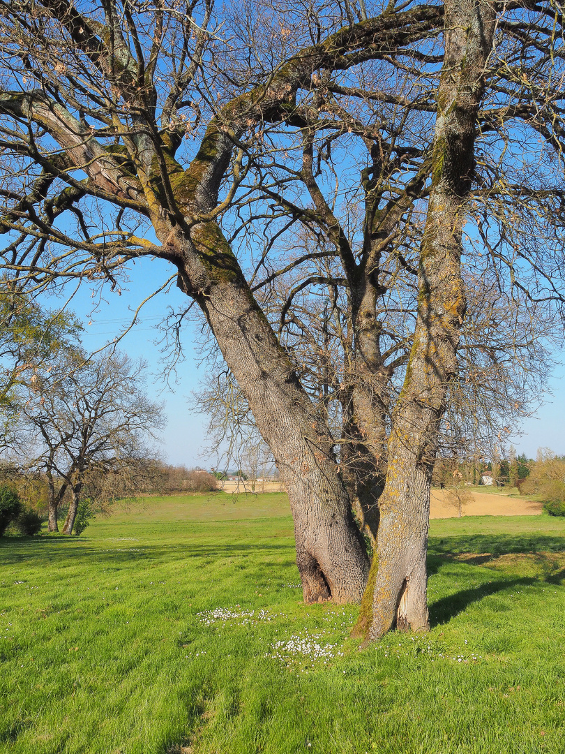 Le printemps en campagne gersoise