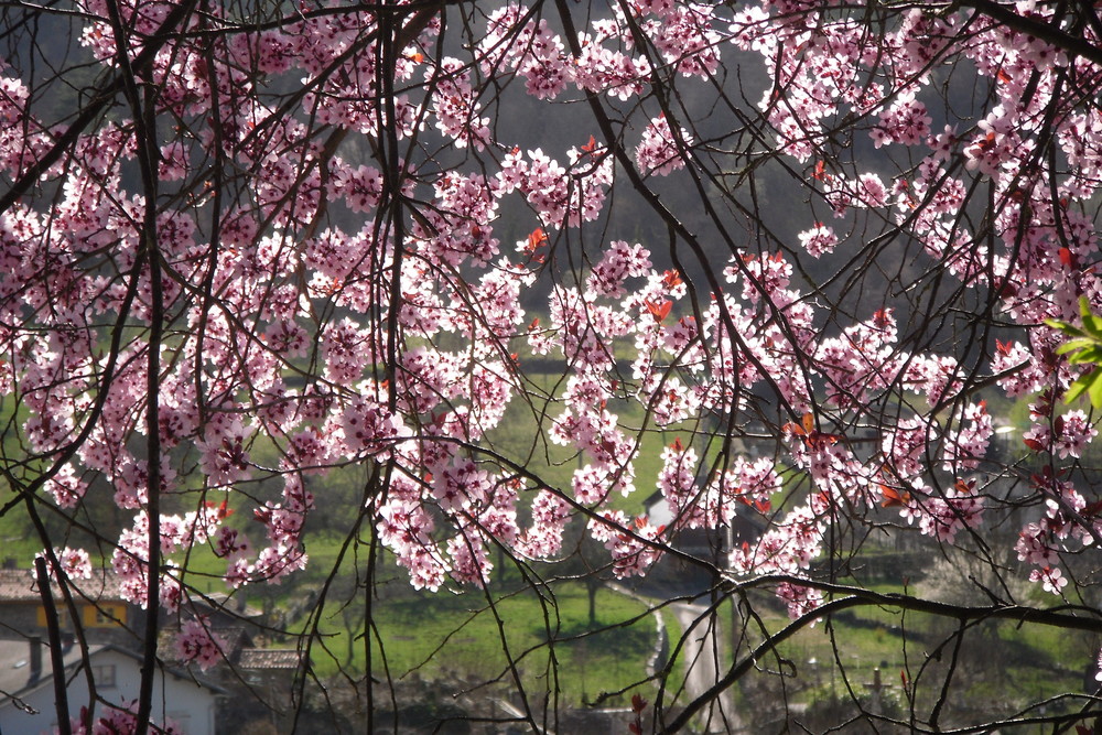 le printemps en fleurs