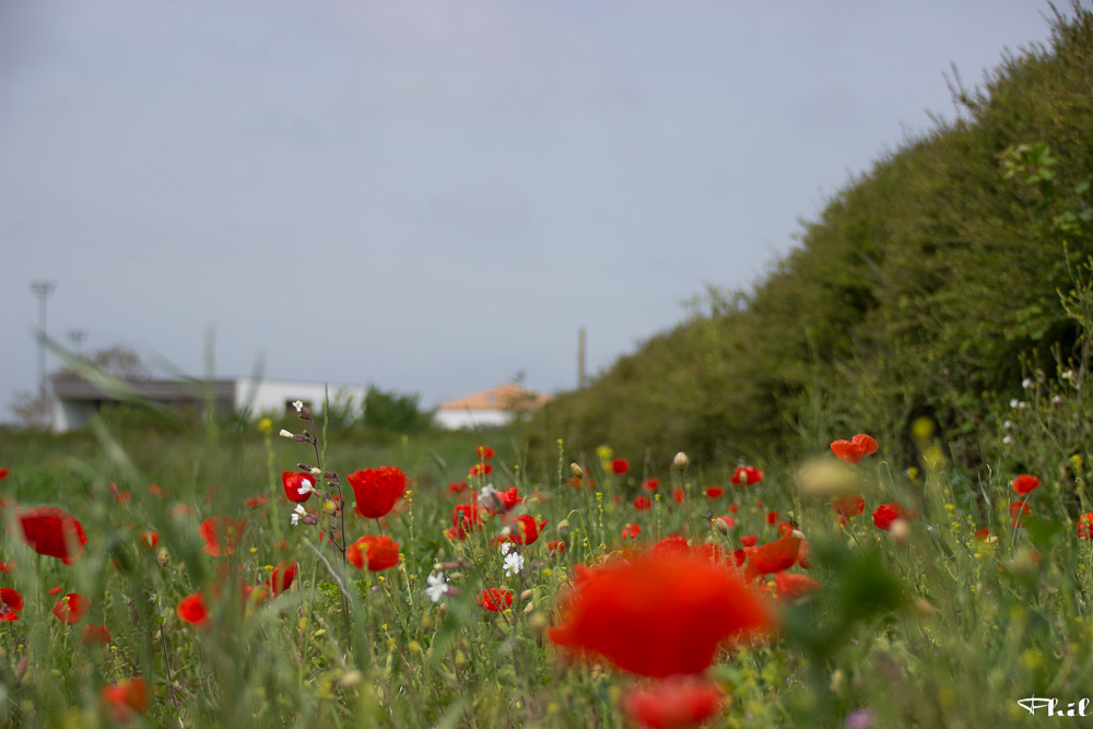 Le printemps en fleurs