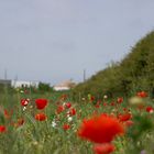 Le printemps en fleurs