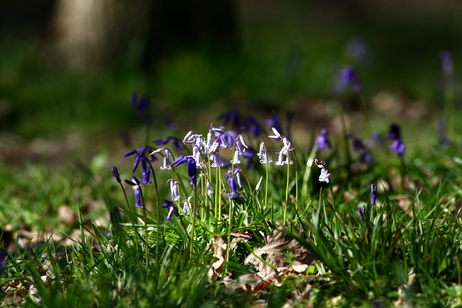 " Le printemps en forêt "