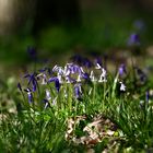 " Le printemps en forêt "