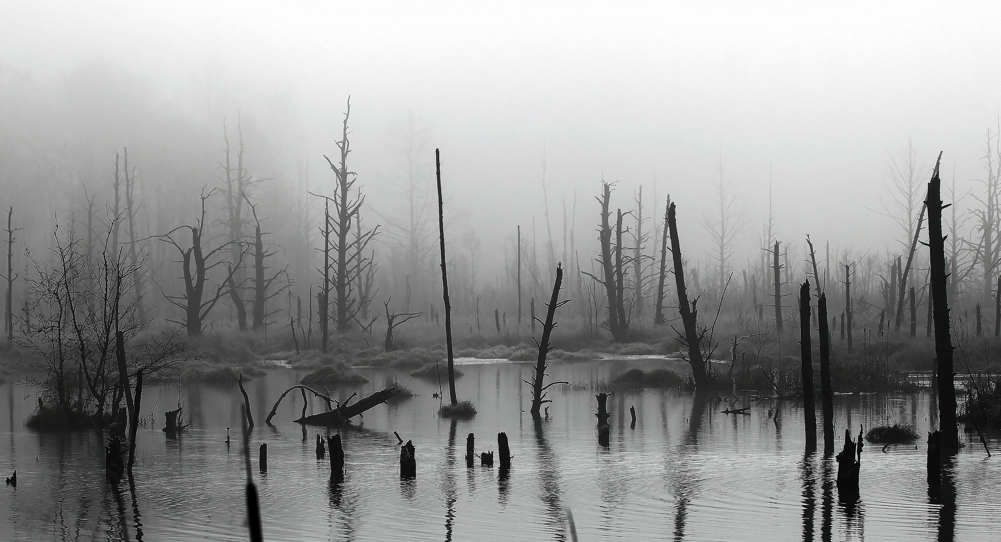 Le printemps en Forêt-Noire