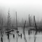 Le printemps en Forêt-Noire