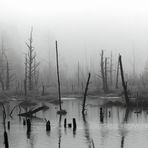 Le printemps en Forêt-Noire