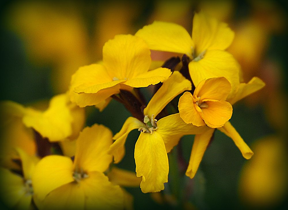 Le printemps en jaune…