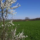 Le printemps en marche…!  --  Der Frühling rückt vor… !