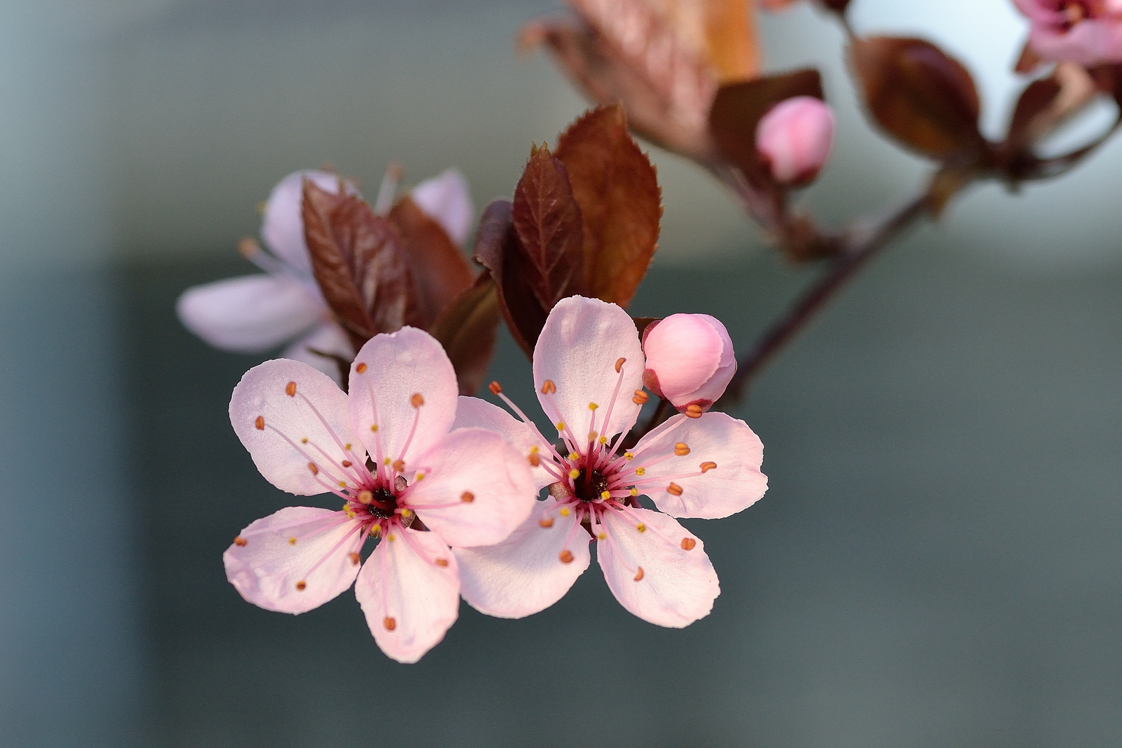 Le printemps ... enfin