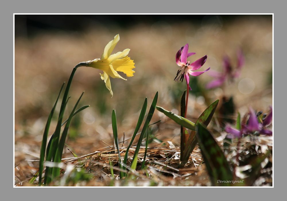 Le printemps est arrivé !!!!