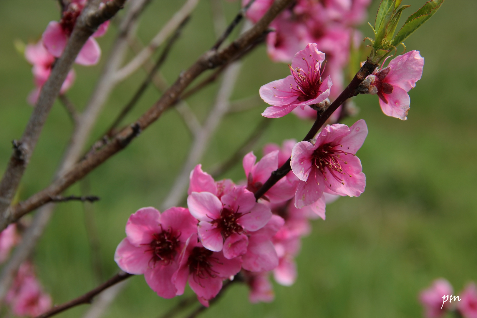 Le printemps est arrivé, N°2