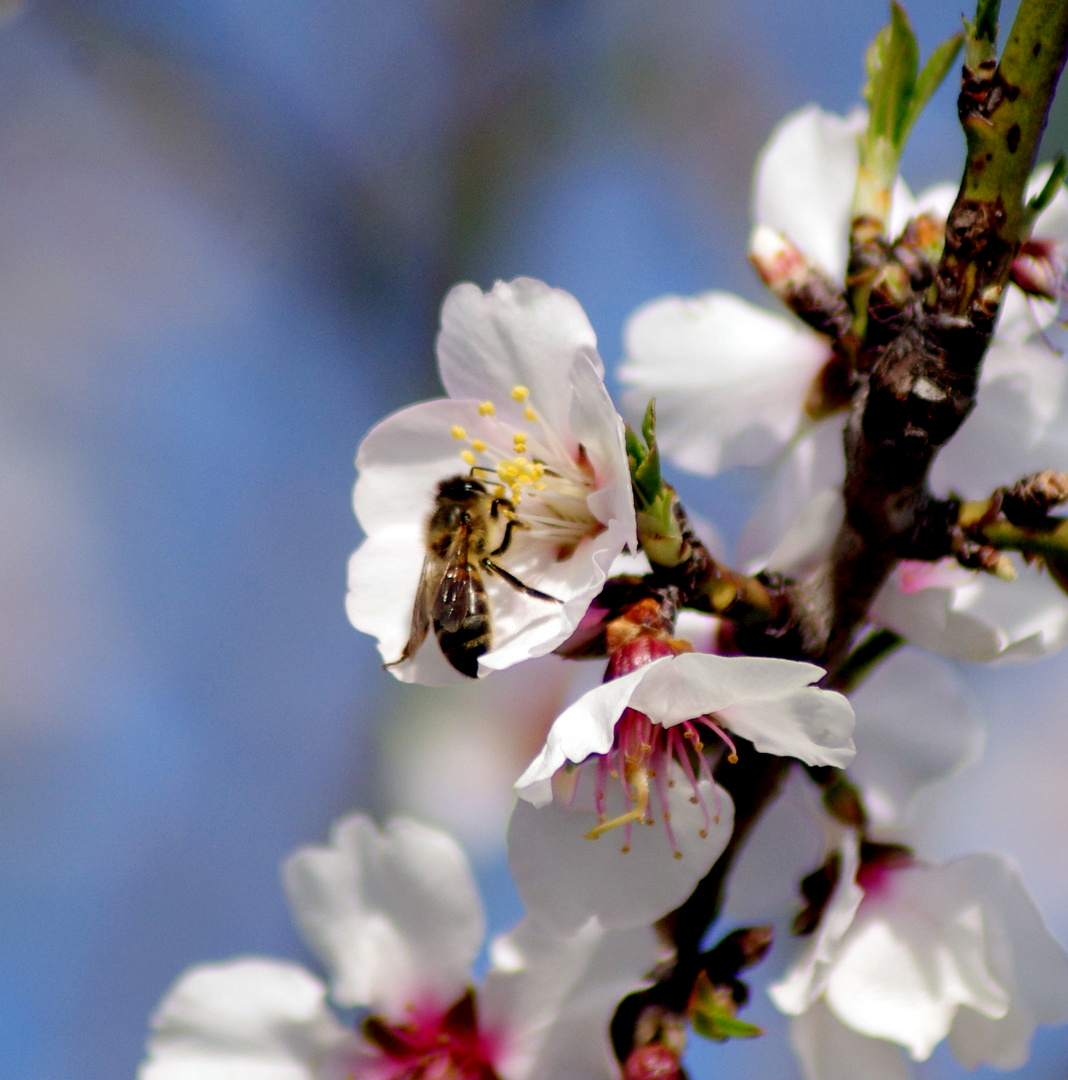 Le printemps est arrivé, sors de ta maison !!!!