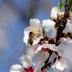 Le printemps est arrivé, sors de ta maison !!!!