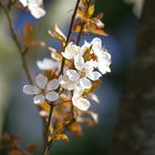 le printemps est bien installé