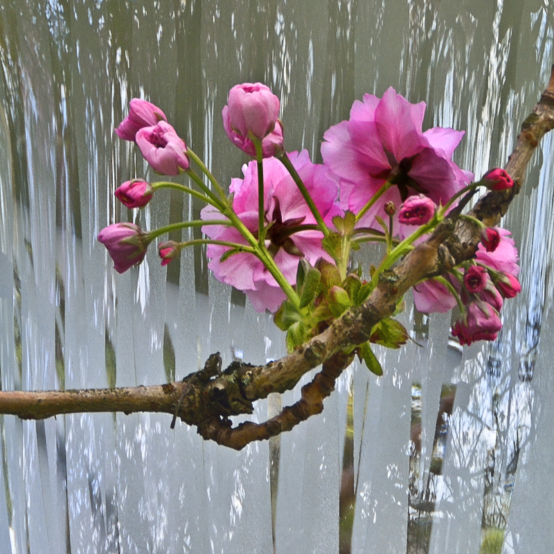 Le printemps est bien là