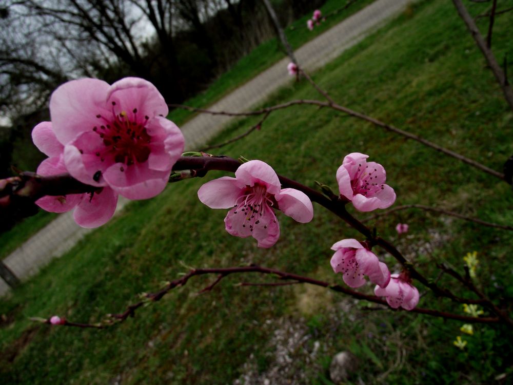 LE PRINTEMPS EST BIEN LA