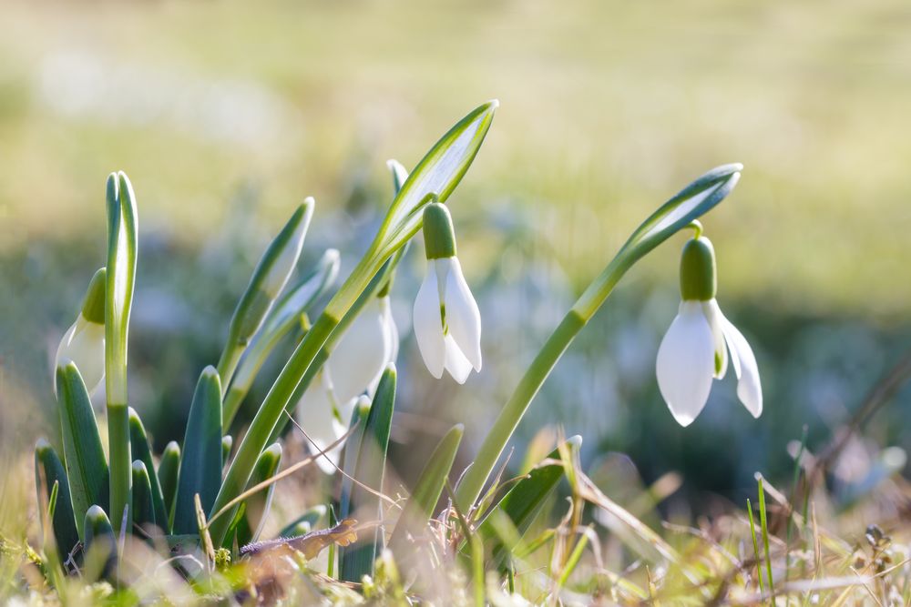 Le Printemps est en route!