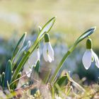 Le Printemps est en route!