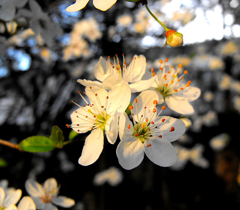 Le Printemps est là!!!