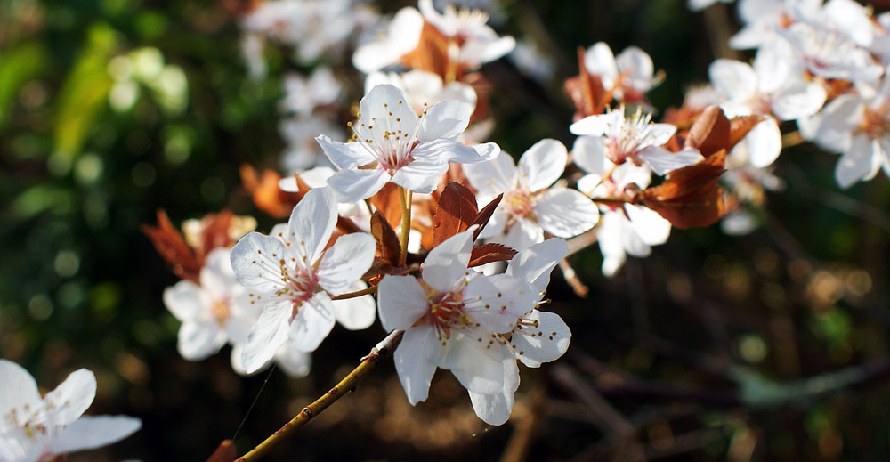 Le printemps est là.