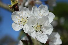 le printemps est là ...