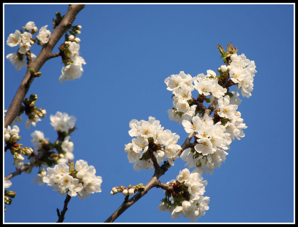 Le printemps est là