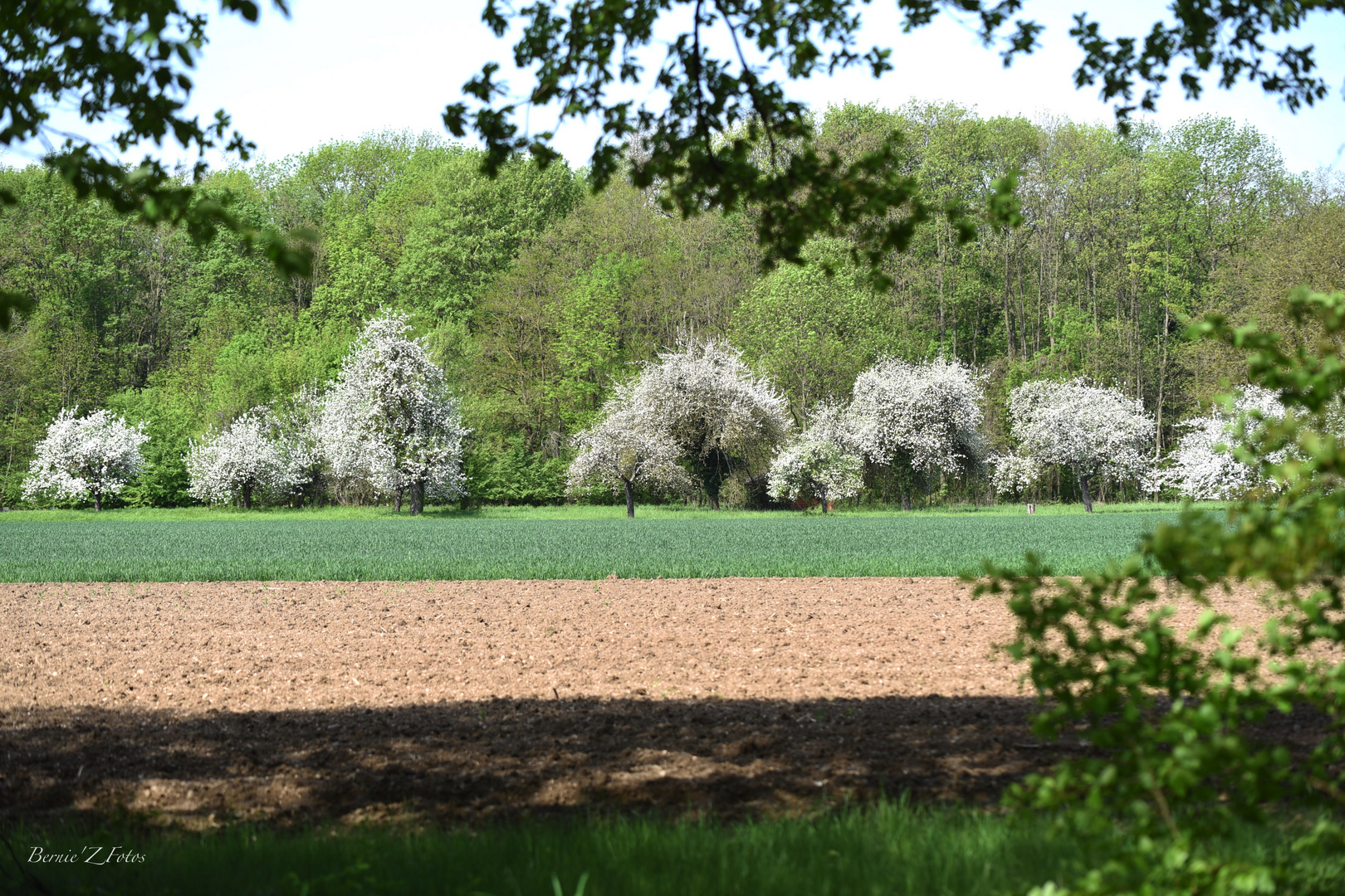 Le printemps est là