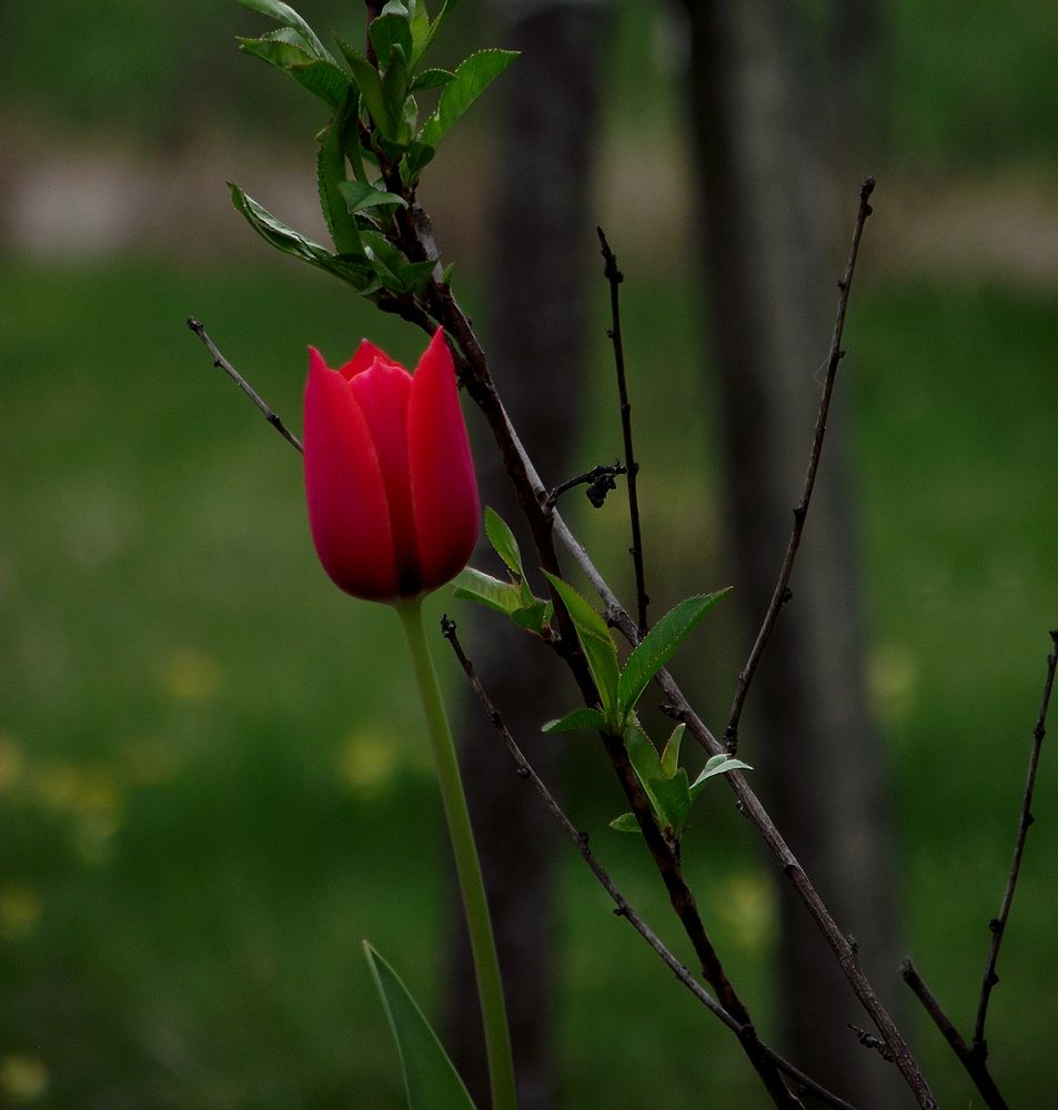 LE PRINTEMPS EST LA