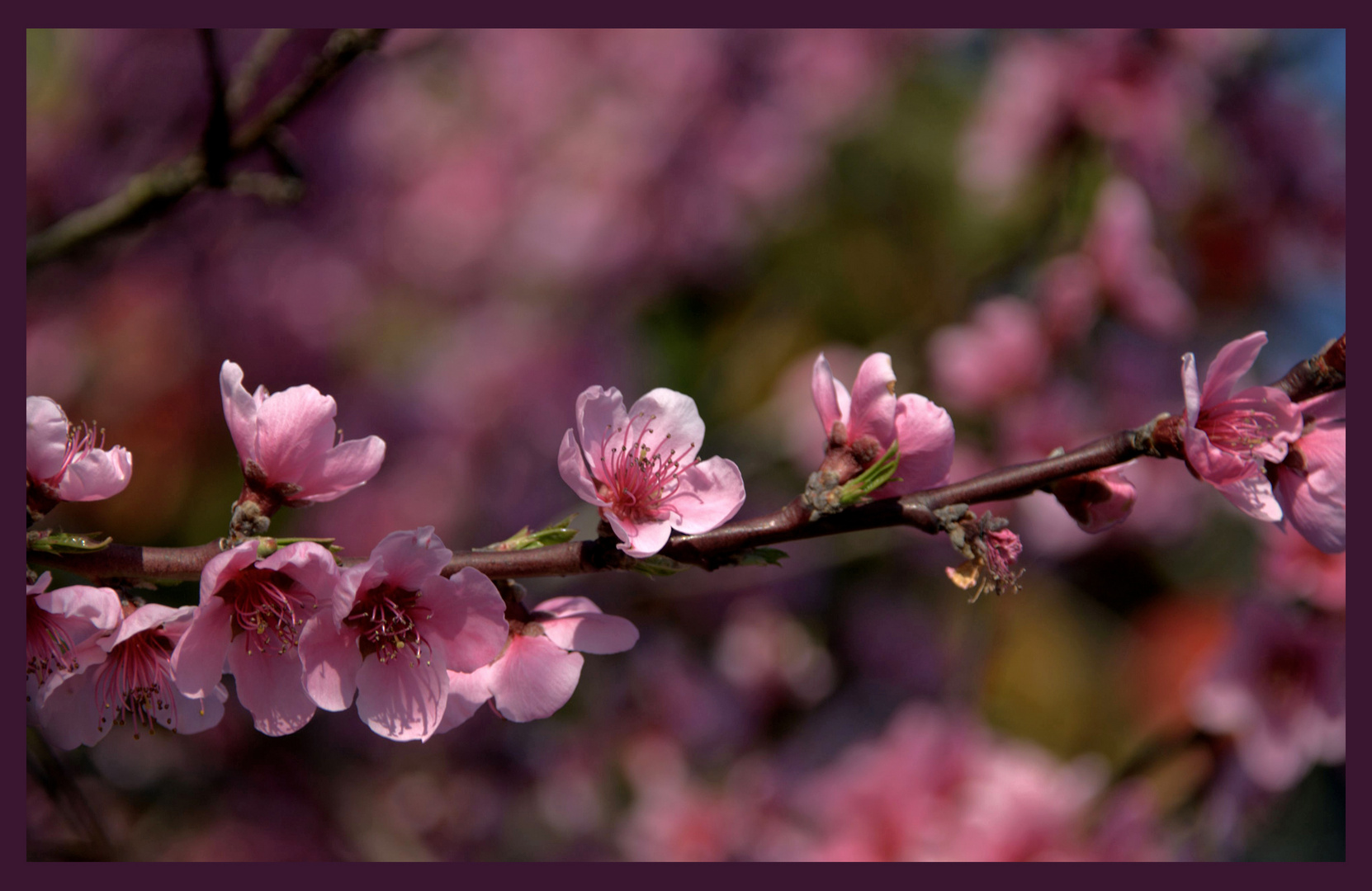 Le printemps est là