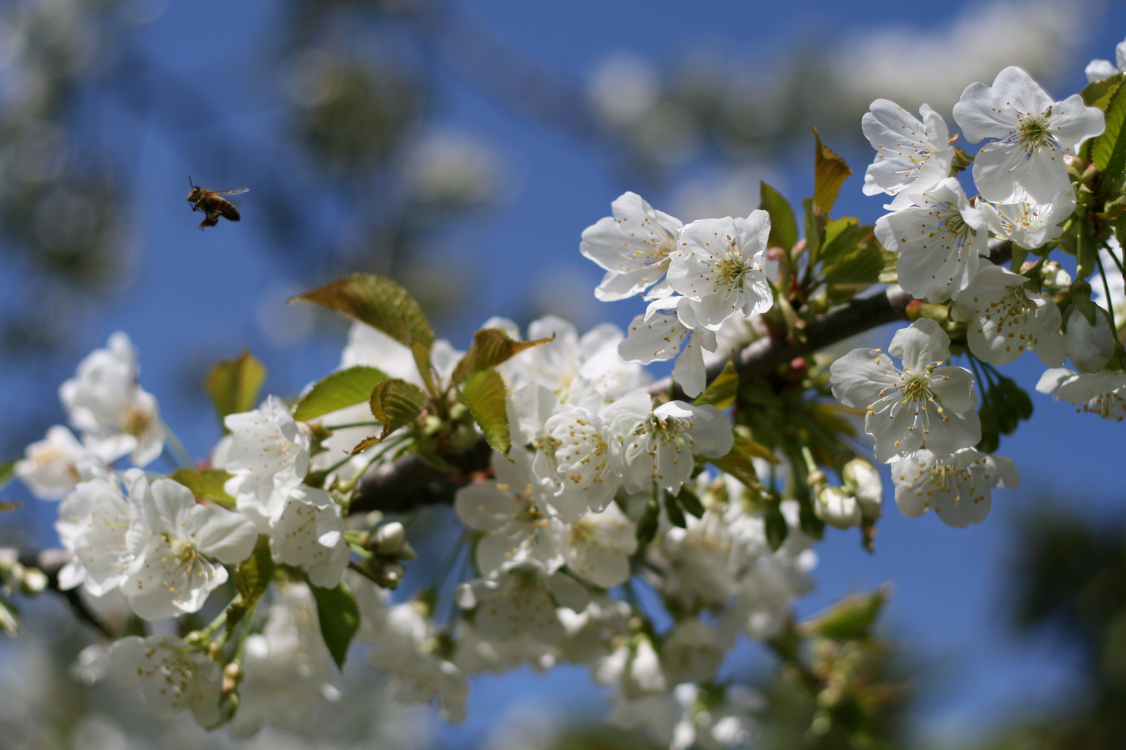 Le printemps est là!