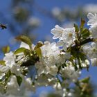 Le printemps est là!