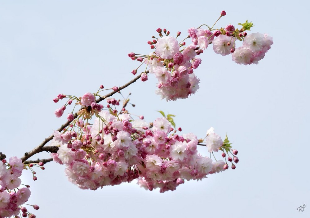 Le printemps est là.... les prunus sont en fleurs ....