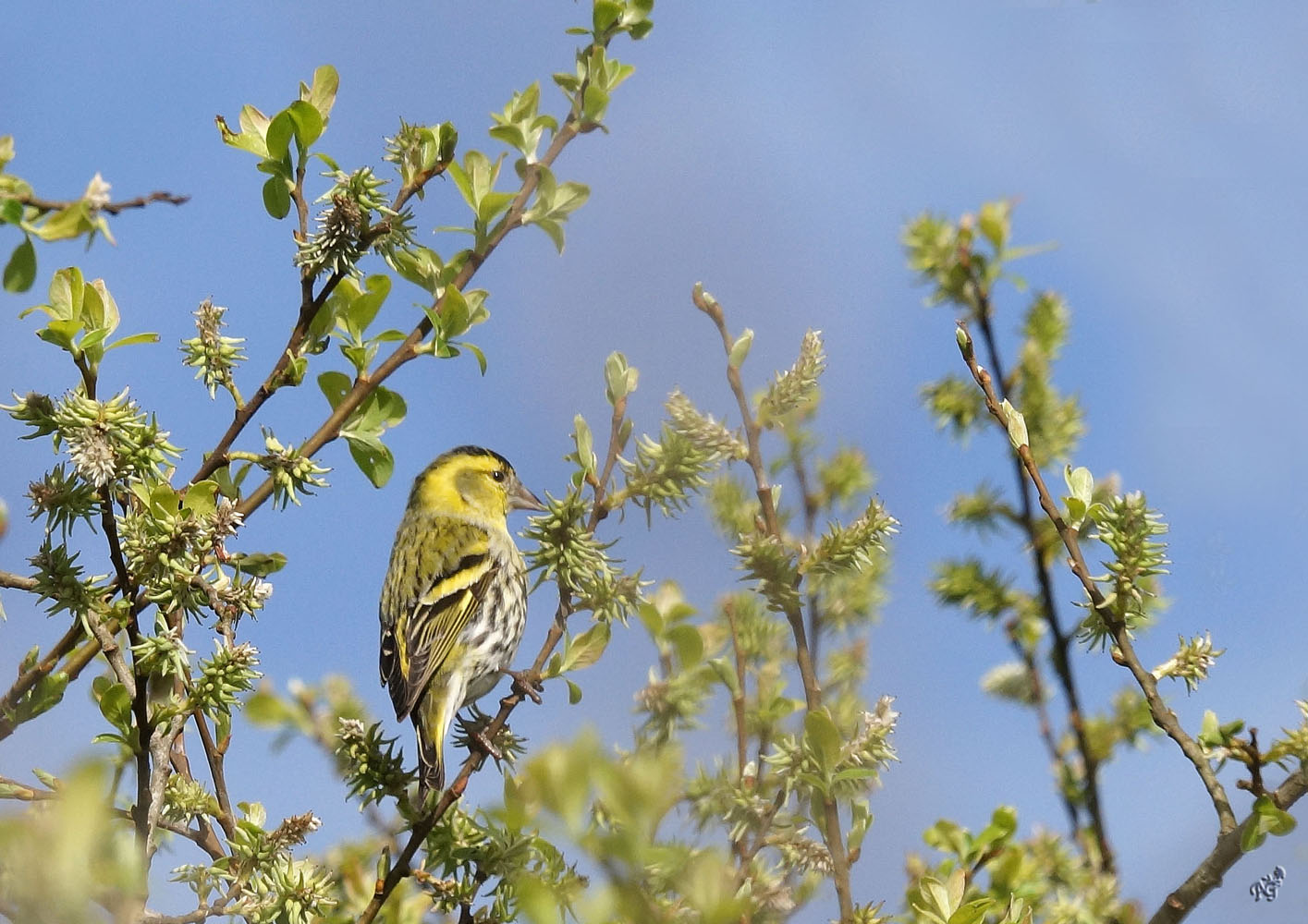 Le printemps est là pour ce petit tarin