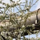 Le printemps est la sève des énergies