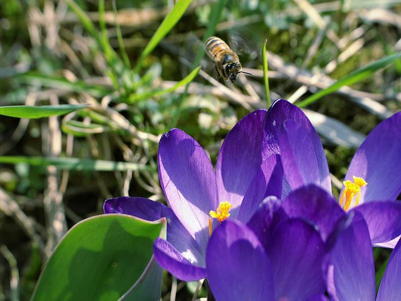 Le printemps est revenu, même l'abeille le dit