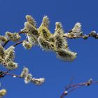 Le printemps est sur les arbres !