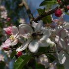 le printemps et cet fleurs