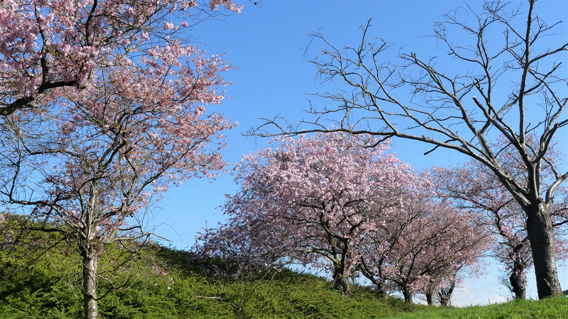 Le printemps